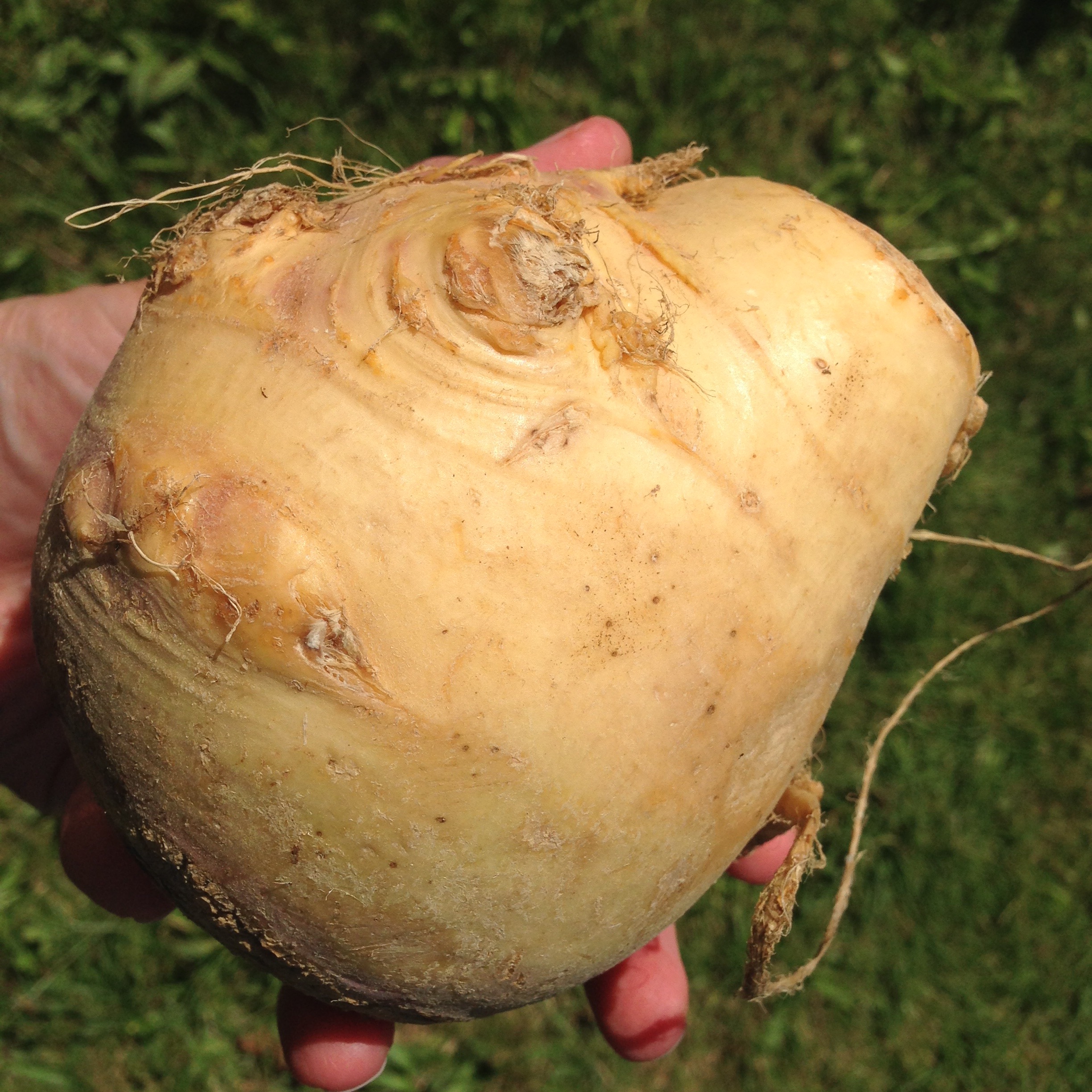 rutabaga_swede